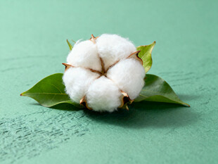 棉花