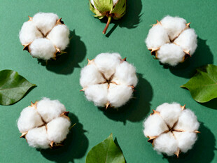 棉花