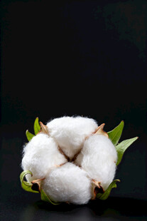 棉花