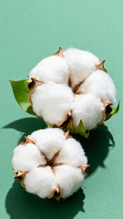 洁白棉花