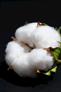 洁白棉花
