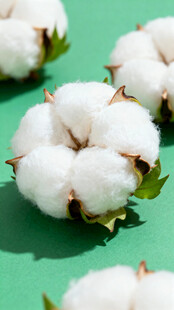 棉花
