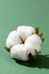 棉花
