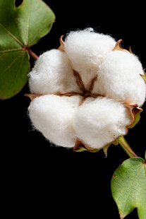 洁白棉花