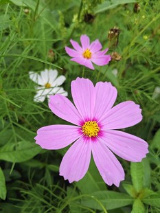 粉色波斯菊绽放于绿野