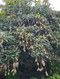 挂满果实的芒果树