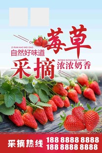 草莓采摘