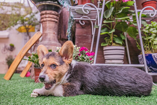 草地上休憩的可爱小柯基