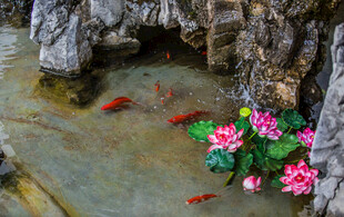 石畔锦鲤伴花水中游
