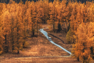 新疆喀纳斯秋日森林