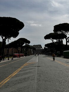 空旷道路与葱郁树木景观