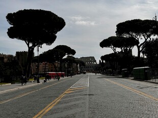 空旷道路旁的独特树木景观