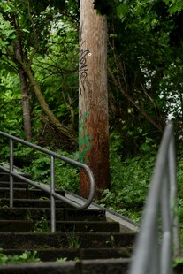 林间石阶 自然静谧之景