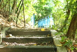 林间石阶 通往静谧之境