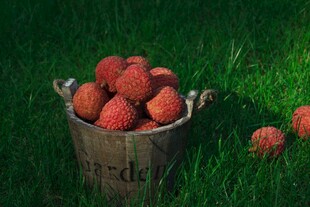 木桶中的新鲜红荔枝