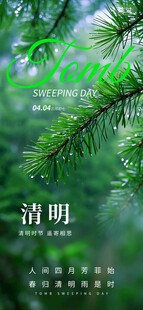 清明时节翠绿松枝美景