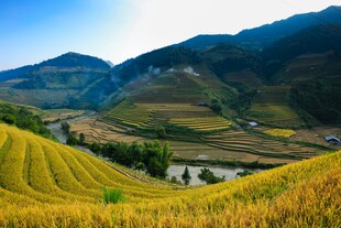 金色梯田山谷美景