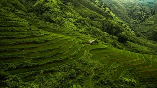 山间翠绿梯田美景