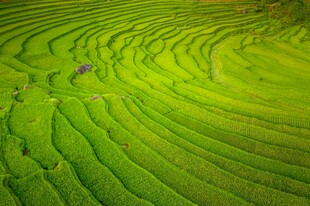 翠绿梯田美景