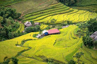 金黄梯田中的乡村景致