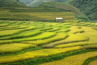 金黄绚丽的梯田田园风光