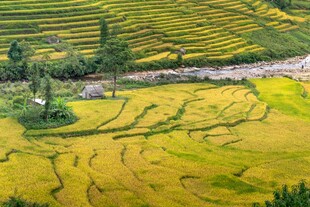 金黄梯田美景