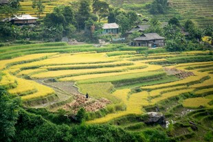 梯田美景