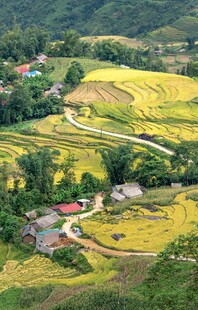 金黄稻田中的乡村美景
