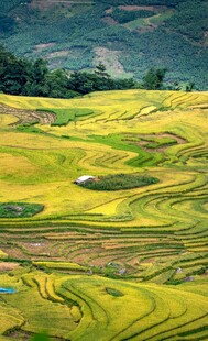 金黄梯田美景