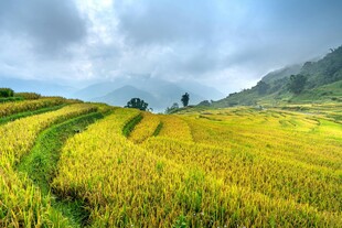 金黄稻田与远山的美丽景致