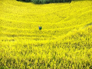 金黄油菜花田中的孤独身影