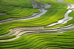 翠绿梯田