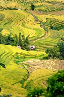 金黄梯田美景