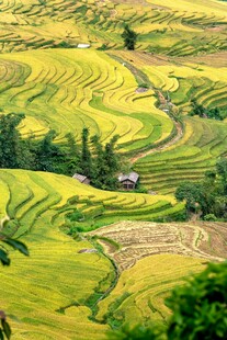 金黄梯田美景