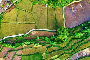 俯瞰多彩梯田美景