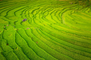 翠绿梯田美景