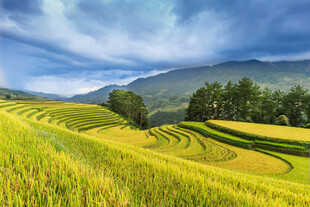 金黄梯田美景