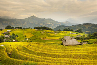 金黄稻田中的乡村美景