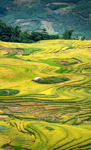 金黄梯田美景