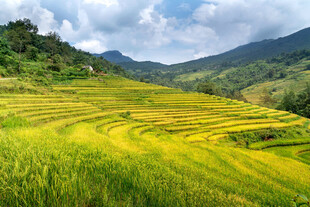 金黄梯田映青山美景