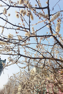 枝头繁花绽放春光美