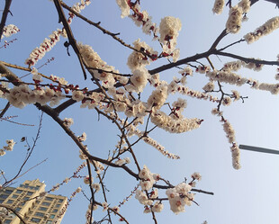 枝头绽放的烂漫春花