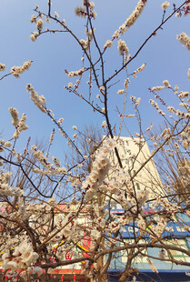 枝头繁花与背景建筑