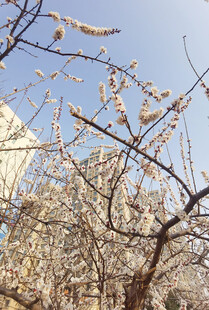 春日繁花满枝的杏树