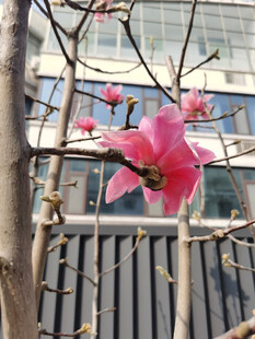 枝头绽放的娇艳玉兰花