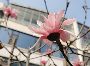 窗前绽放的娇艳玉兰花