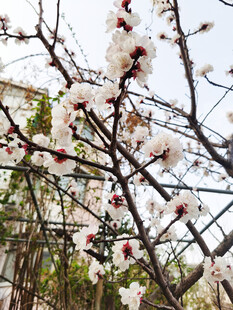 枝头绽放的粉嫩杏花