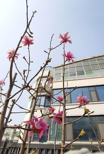 窗前绽放的粉色玉兰花