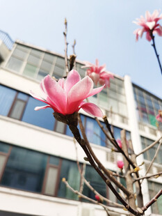 楼前绽放的娇艳玉兰花