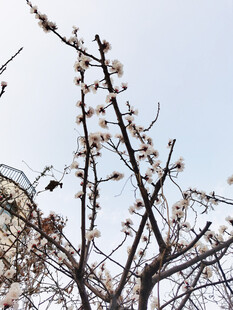枝头绽新蕾的春日景象